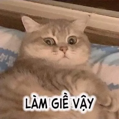 Ảnh chế mèo vibe boss sang chảnh cực kỳ