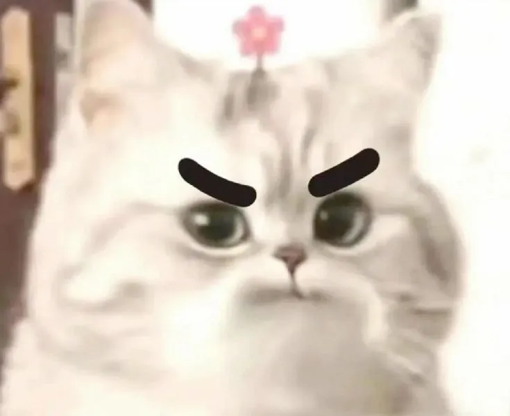 Ảnh vui mèo cằm nâng nhẹ nhìn kiểu quý tộc