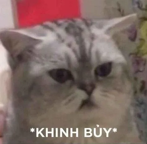 Ảnh chế mèo soi mói kiểu “chị đại TikTok”