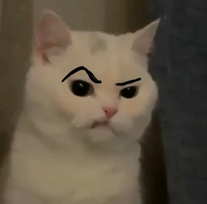 Hình troll mèo dửng dưng nhìn đời cực chill