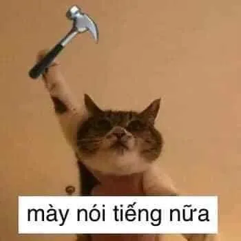 Bộ sưu tập mèo nhìn đời bằng ánh mắt “chị đại” cực ngầu