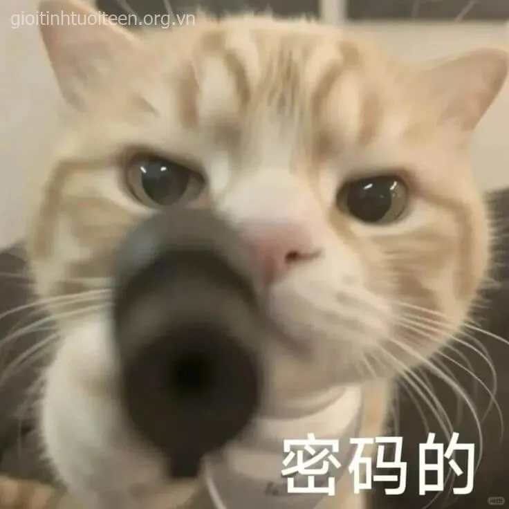 Những khoảnh khắc mèo soi mói khiến dân mạng vừa buồn cười vừa sợ