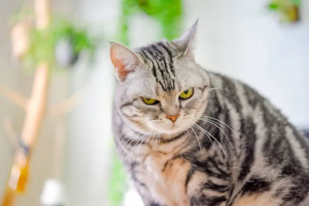 Đôi mắt mèo lạnh băng biến khoảnh khắc thành ảnh chế