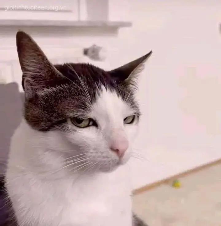 Meme mèo phán xét chuẩn mood khi bạn “bóc phốt”