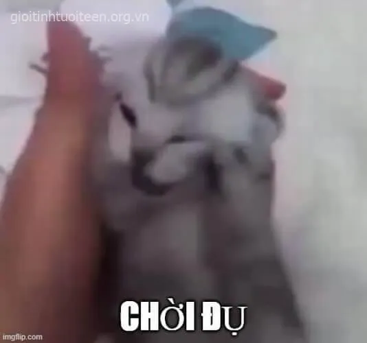 1 Khi mèo cũng stress: biểu cảm ôm đầu gây sốt mạng xã hội