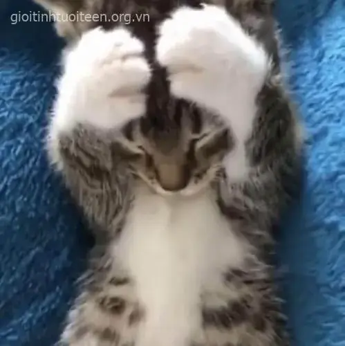 4 Ảnh chế mèo ôm đầu: khi hài hước gặp gỡ bất lực