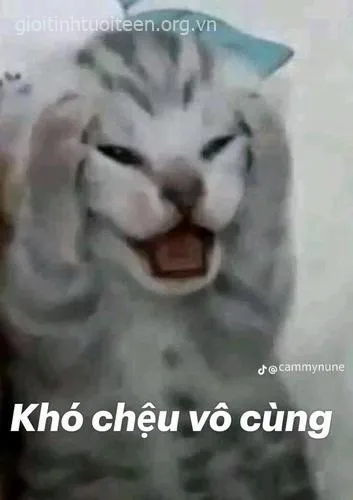 3 Vì sao meme mèo ôm đầu khiến dân TikTok phát cuồng chia sẻ