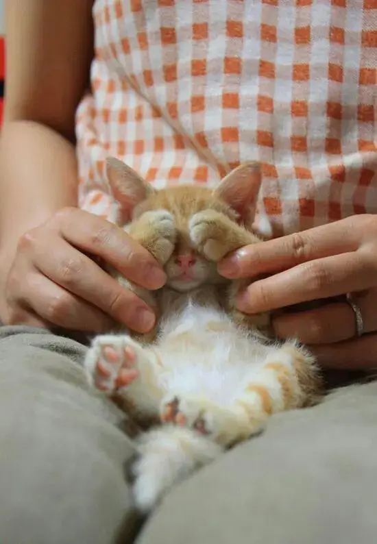 13 Hình chế vui mèo bế tắc trước tình huống khó