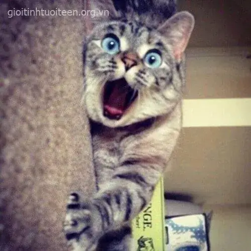14 Ảnh troll mèo hoảng hốt trong caption học tập