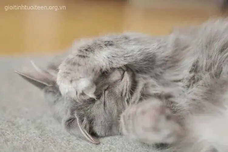 6 Ảnh vui mèo nhỏ hai tay ôm đầu