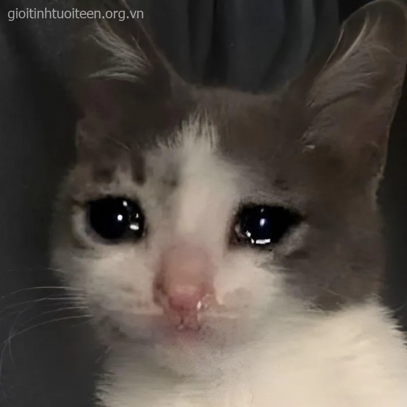 Meme mèo khóc thét, đôi mắt buồn tủi trông siêu bá đạo