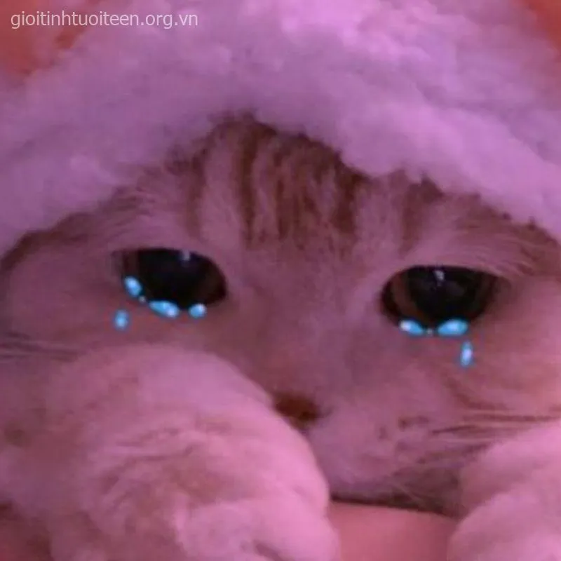Hình mèo con khóc bựa, biểu cảm đau khổ nhưng cực dễ thương