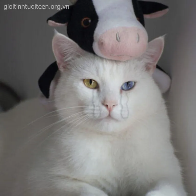 Meme mèo khóc ròng, gương mặt buồn tủi khiến ai cũng bật cười