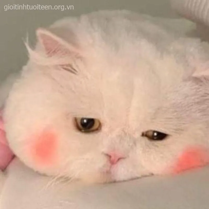 Meme mèo khóc thảm, khuôn mặt buồn bã nhưng lại rất đáng yêu