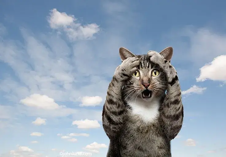22 ảnh Meme Mèo Ôm Đầu La Hét hay ôm đầu bất ngờ hoảng sợ rất hài hước