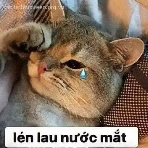 21 Meme troll mèo hoảng hốt viral trên Facebook