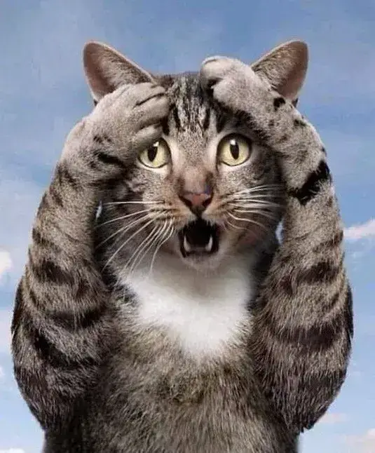 19 Ảnh meme vui về mèo khủng hoảng nhẹ