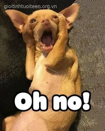 16 Meme mèo ôm đầu xuất hiện trong group stress