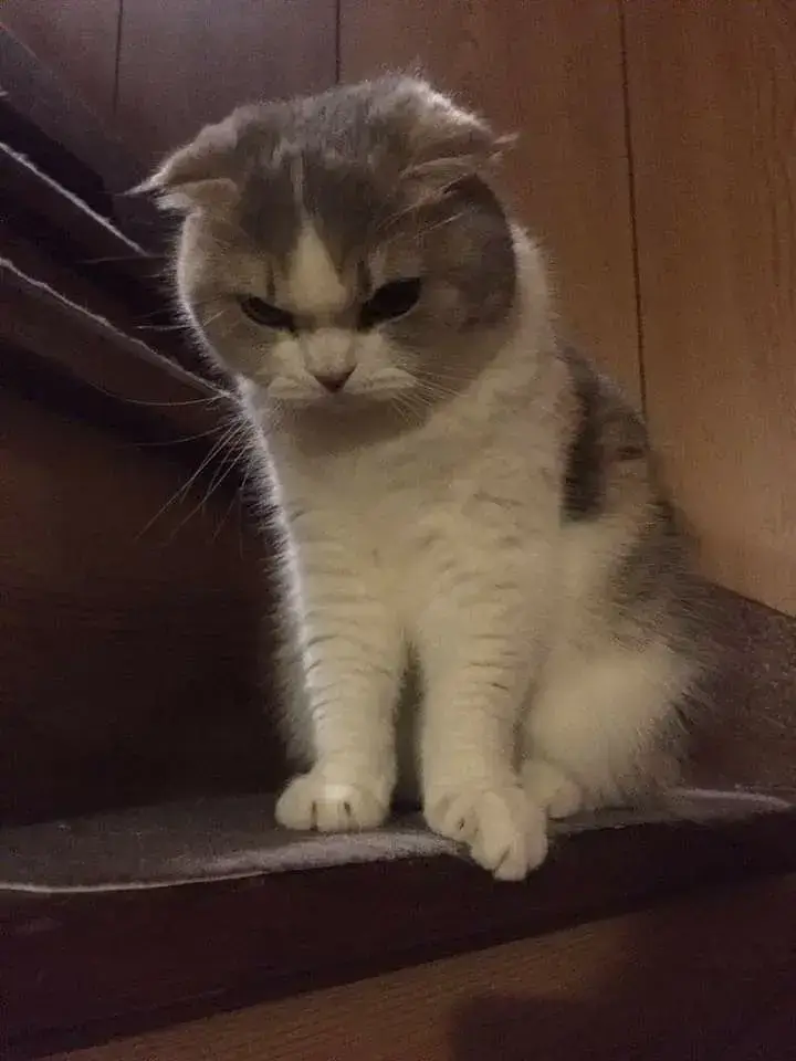 Ảnh troll mèo quý tộc đang lườm chéo cực gắt