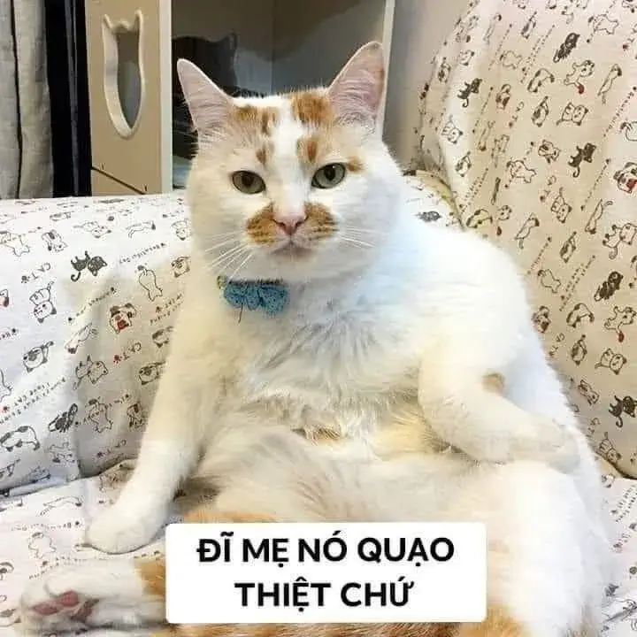 Bộ meme mèo phán xét khiến dân mạng cười ngất vì quá giống người thật