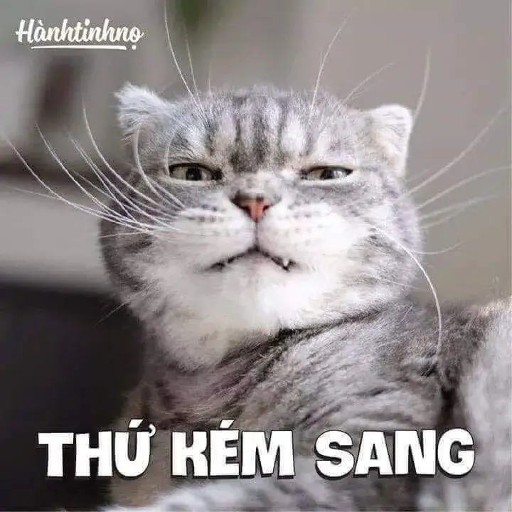 Bộ ảnh meme mèo phán xét khiến ai xem cũng thấy mình trong đó