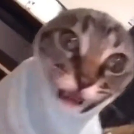 Hình troll mèo Scottish tai dựng cực kỳ đáng yêu.