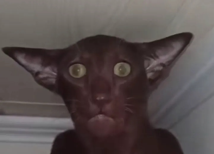 Mèo shock xuất hiện khắp Facebook, TikTok, ai cũng dùng.