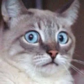 Ảnh chế mèo bất ngờ đỉnh cao, nhìn là muốn share liền.