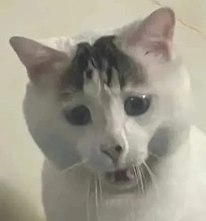 Khi lời không đủ, mèo sốc thay bạn nói hết cảm xúc.