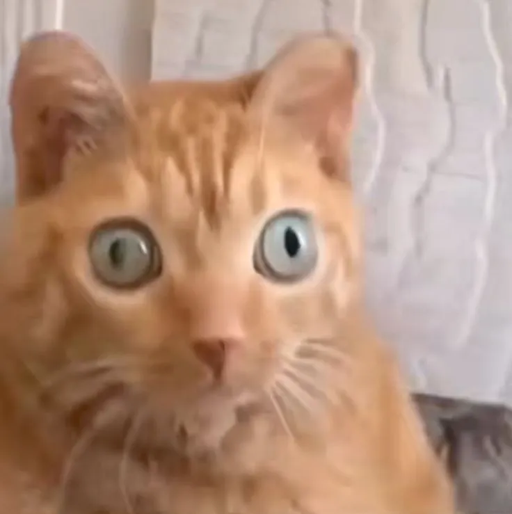 Meme chế mèo sốc với ánh mắt tròn long lanh.