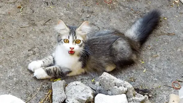 Meme mèo hoảng hốt quay đầu nhanh, gương mặt đầy sợ hãi