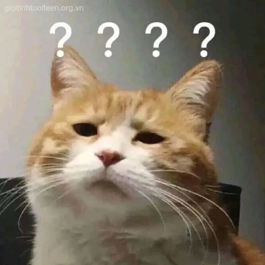 Hình chế mèo mướp miệng há to kiểu sững sờ.