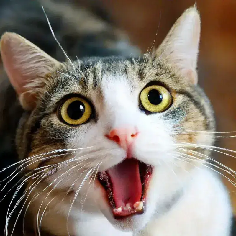 Hình mèo giật mình nằm thừ ra, ánh mắt sợ hãi buồn cười