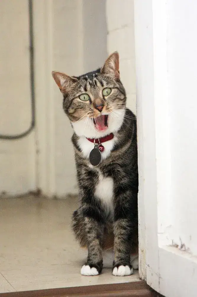 Loạt meme mèo bị sốc hot nhất khiến bạn cười rơi nước mắt