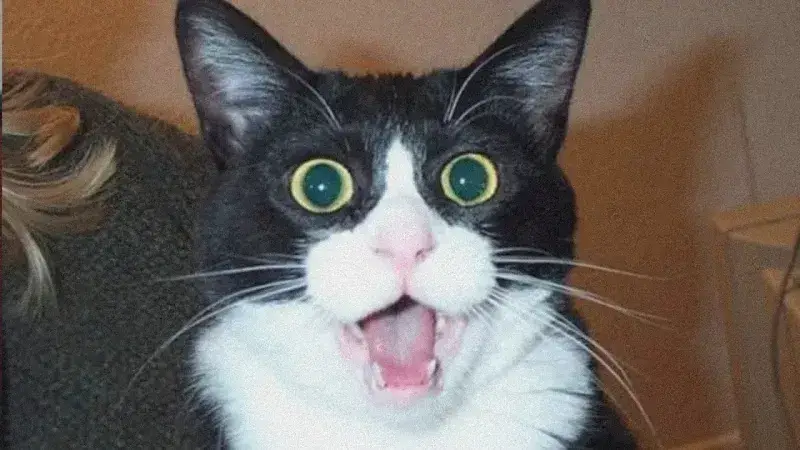 Khám phá meme mèo shock – khoảnh khắc không ai ngờ tới