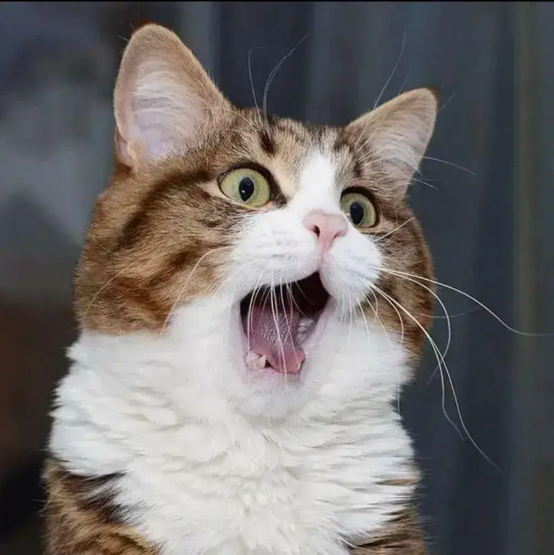 Cười xỉu với loạt meme mèo sốc pha lẫn ngỡ ngàng khó tin