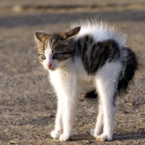 Tổng hợp meme mèo bị sốc với biểu cảm “hết hồn chim én”