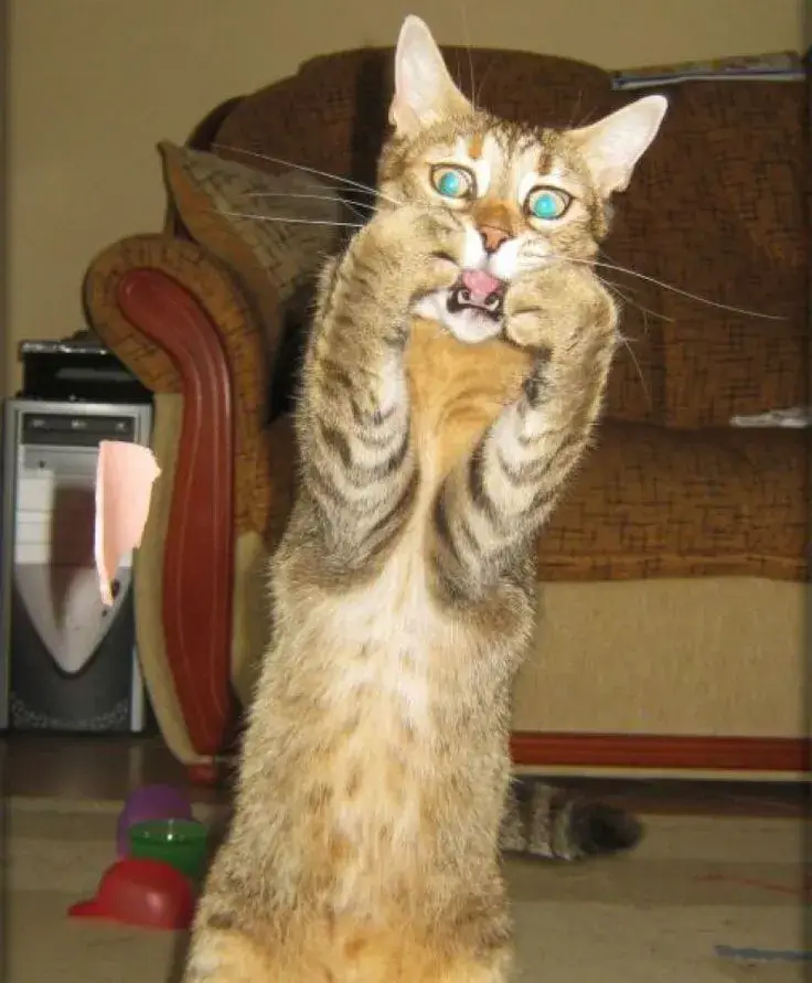 Meme mèo sốc khiến ai xem xong cũng phải cạn lời luôn