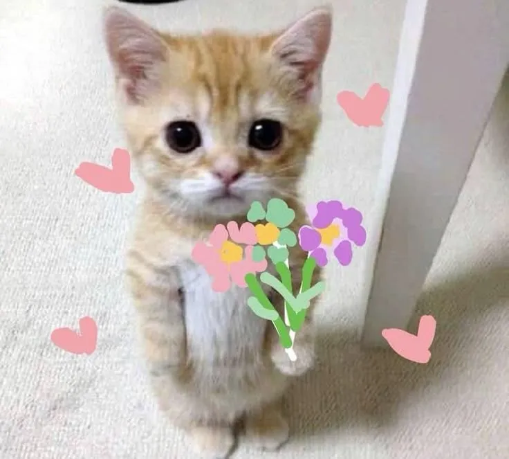 Mèo và bó hoa – combo khiến ai cũng mỉm cười