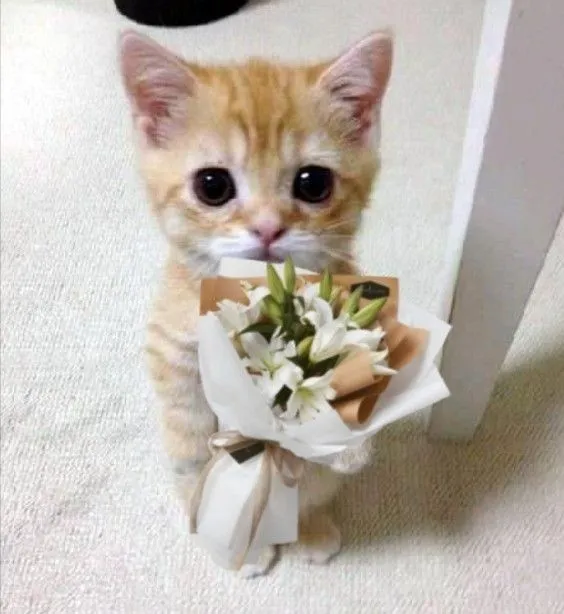 Meme mèo tặng hoa gây sốt vì biểu cảm ngọt ngào