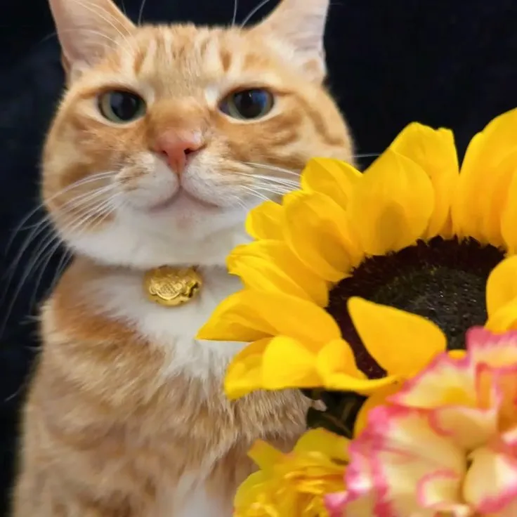 Ảnh chế mèo nhỏ cầm bó hoa to nhìn cưng xỉu