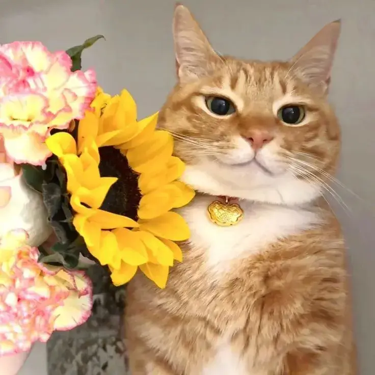 Hình troll mèo ngại ngùng tặng hoa khiến dân mạng “rụng tim”