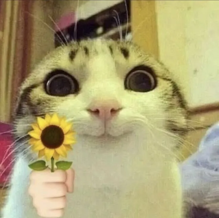 Ảnh chế mèo đáng yêu khiến dân mạng “tan chảy”