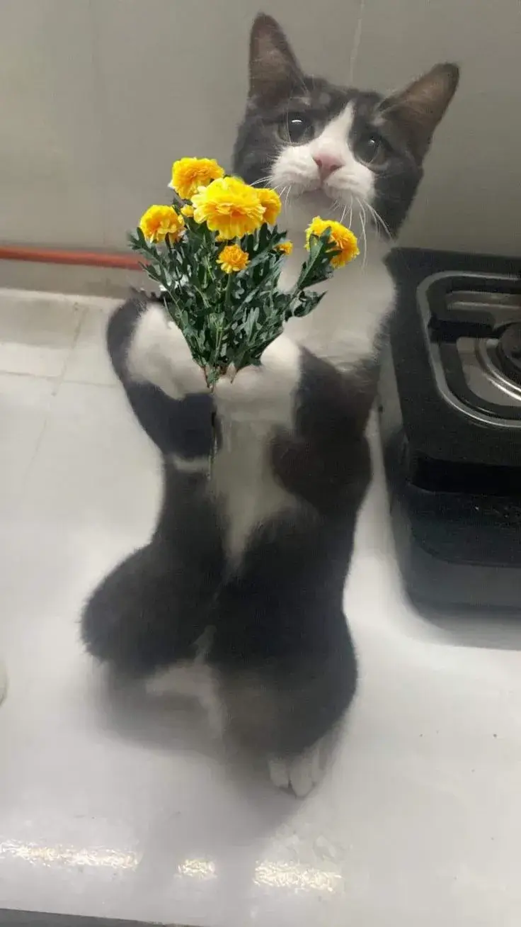 Hình troll mèo và hoa tạo trend dễ thương toàn mạng