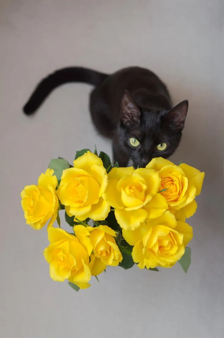 Meme chế mèo biểu cảm tự nhiên, tặng hoa cực ngầu