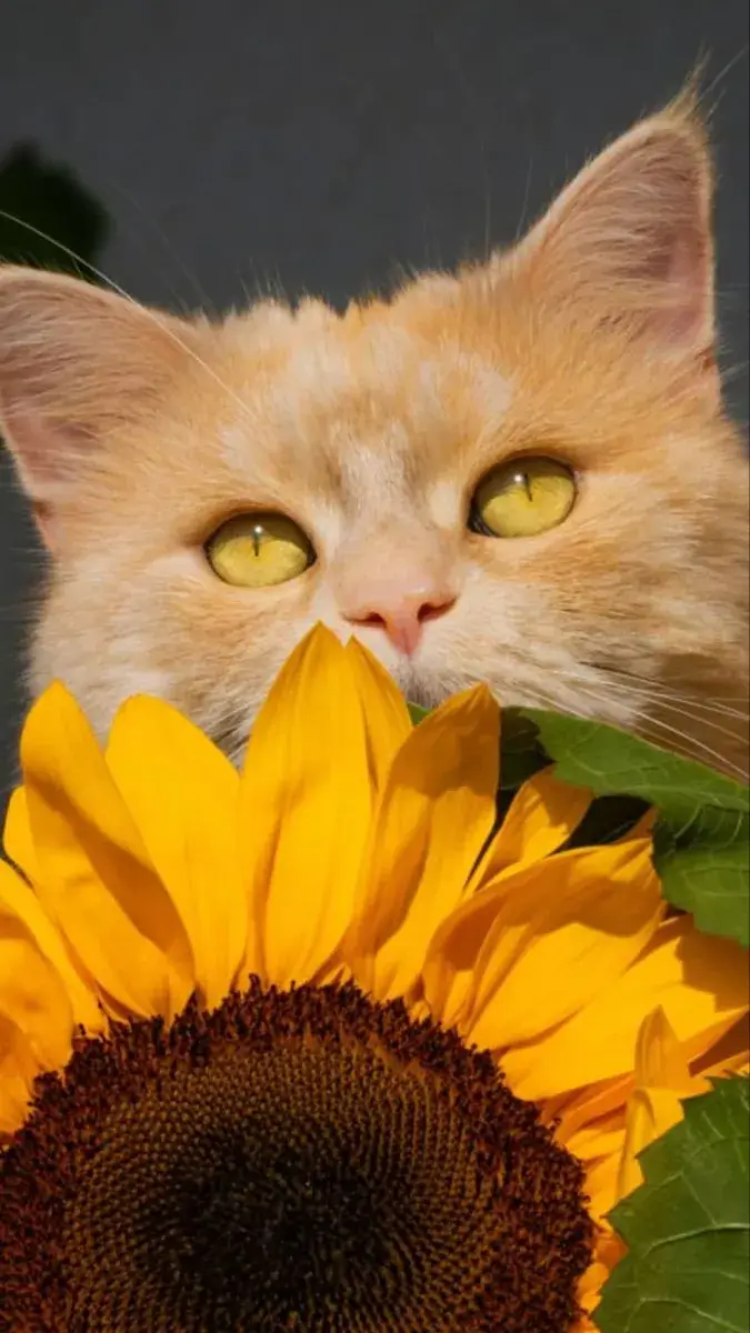 Mèo tặng hoa và khoảnh khắc khiến dân mạng tan chảy