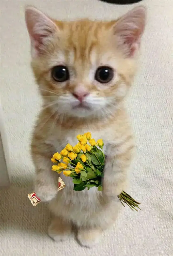 Mèo nhỏ bó hoa to, dân mạng đồng loạt thả tim