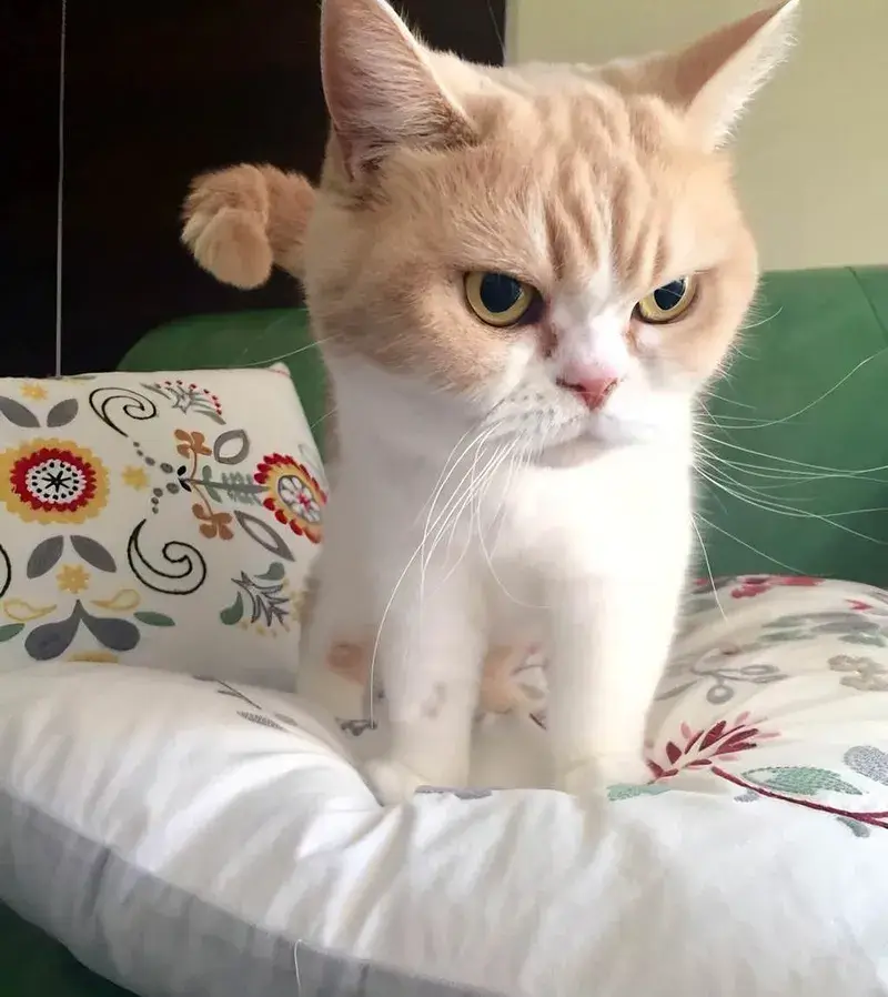 Ảnh troll mèo giận lan nhanh trên TikTok và Facebook