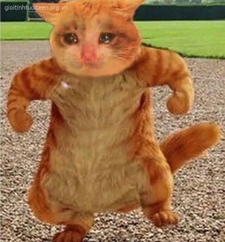 Meme chế mèo biểu cảm mạnh lan tỏa khắp hội yêu mèo
