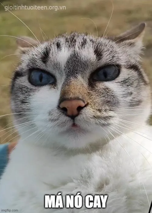 Ảnh hài mèo bực nhưng vẫn giữ vẻ sang chảnh riêng